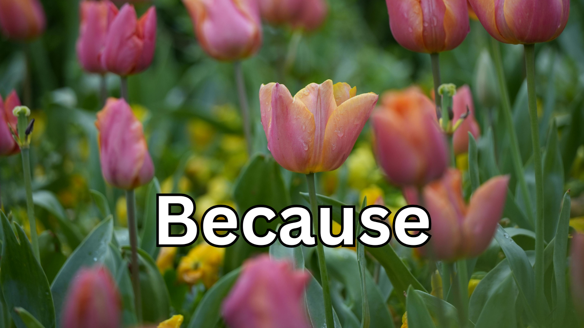 Because